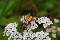 Rutpela maculata