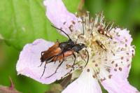 Stenurella melanura