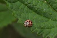 Oenopia conglobata