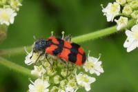 Trichodes alvearius