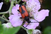 Stictoleptura cordigera