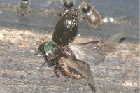 Hydrobius fuscipes