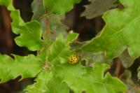 Psyllobora vigintiduopunctata