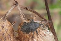 Larinus turbinatus