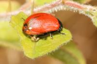 Chrysomela populi