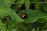Chrysolina bankii