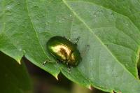 Chrysolina graminis