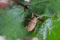 Curculio elephas