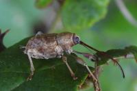 Curculio elephas