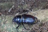Lucanus cervus