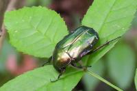 Cetonia aurata