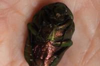 Cetonia aurata