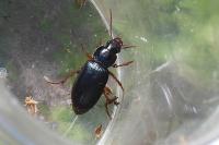Ophonus ardosiacus