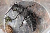 Ocypus olens