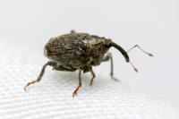 Parethelcus pollinarius