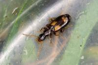 Calodromius spilotus