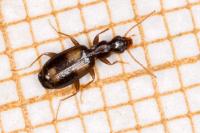 Calodromius spilotus