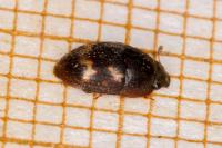 Cryptarcha strigata