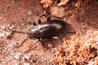 Stenomax aeneus