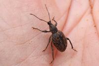 Otiorhynchus aurifer