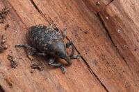 Larinus turbinatus