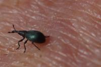 Perapion violaceum