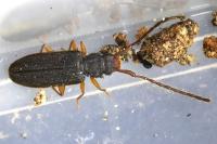 Uleiota planatus