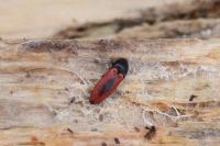 Ampedus sanguinolentus