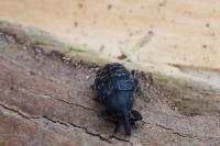 Larinus turbinatus