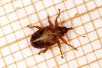 Lignyodes enucleator