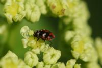 Anthrenus scrophulariae