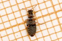 Danacea pallipes