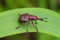Rhynchites auratus