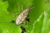 Cleonis pigra