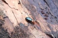 Vincenzellus ruficollis