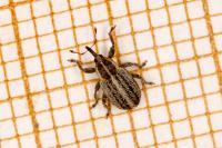 Tychius parallelus
