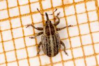Tychius parallelus