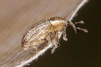 Tychius parallelus