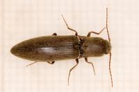 Agriotes pilosellus