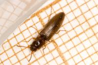 Dalopius marginatus