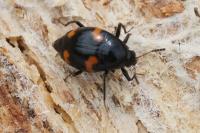 Scaphidium quadrimaculatum