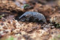 Larinus turbinatus