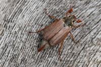 Melolontha melolontha