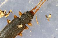 Uleiota planatus