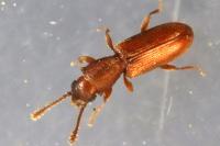 Silvanus unidentatus