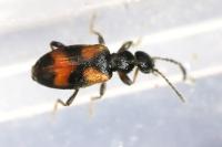 Anthicus antherinus