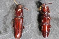 Corticeus unicolor