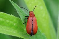 Pyrochroa serraticornis