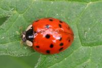 Harmonia axyridis