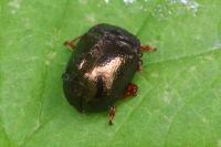 Chrysolina bankii